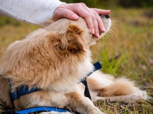 Un nuovo approccio al benessere: la pet therapy e i suoi benefici per persone e animali